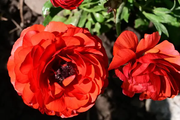 Bahçedeki güzel kırmızı çiçekler