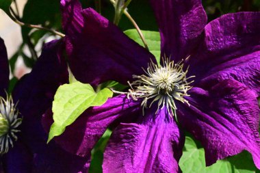 Güneşli yaz gününde bahçede yetişen güzel çiçekler.