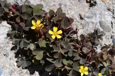 Güzel, güneşli, parlak çiçekler bahçede.