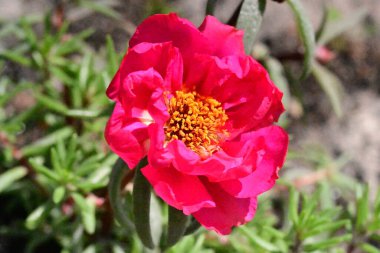 Bahçedeki güzel pembe çiçekler