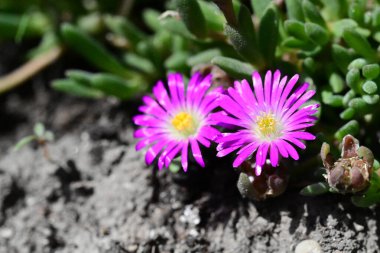 Gerbera papatya çiçeği, yaklaş. 