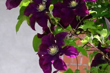 lematis viticella mor çiçek 