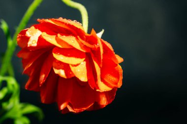 Bahçede büyüyen güzel çiçeğin yakın plan görüntüsü      