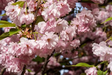 Güzel pembe çiçekler, yakın görüş. 