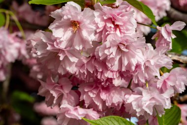 Güzel pembe çiçekler, yakın görüş. 
