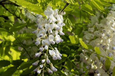 Bahçede büyüyen beyaz çiçekler