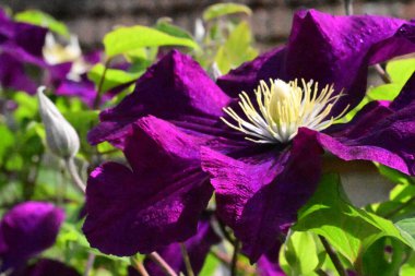 Güzel mor çiçeklere yakın, yaz konsepti.