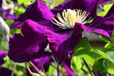 Güzel mor çiçeklere yakın, yaz konsepti.