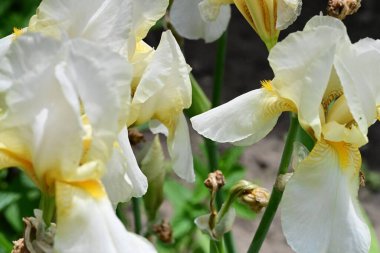 Bahçedeki güzel iris çiçeklerine yakın çekim