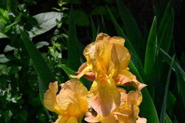 Bahçedeki güzel iris çiçeklerine yakın çekim