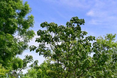 Ormandaki yeşil ağaçlar