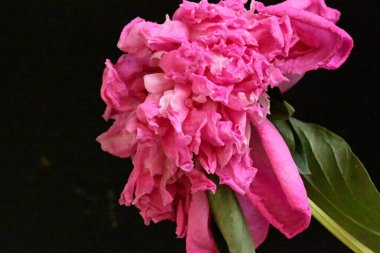 Güzel pembe şakayık çiçeği. Yaklaş.