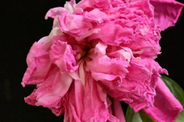 Güzel pembe şakayık çiçeği. Yaklaş.