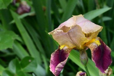 Bahçedeki iris çiçeği 