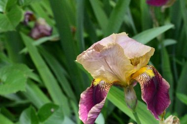 Bahçedeki iris çiçeği 