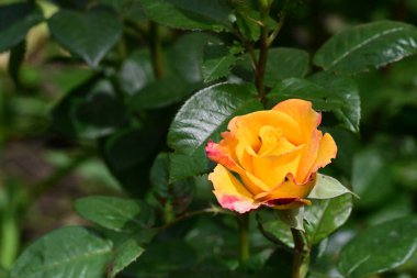 Bahçede açan güzel sarı gül çiçeğinin yakın görüntüsü. 