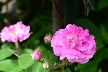 Bahçede açan pembe güzel güllerin yakın plan görüntüsü. 