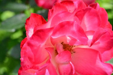 Bahçede açan güzel pembe gülün yakın plan görüntüsü. 