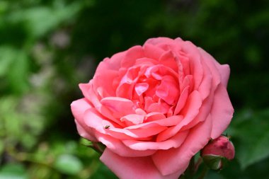 Bahçede güzel pembe bir gül 