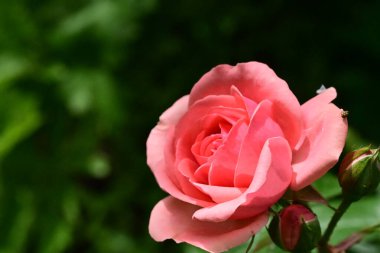 Bahçede güzel pembe bir gül 