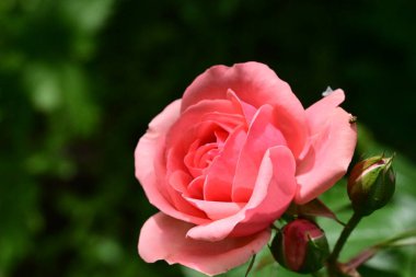 Bahçede güzel pembe bir gül 