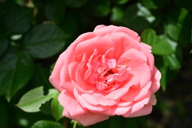 Bahçede güzel pembe bir gül 