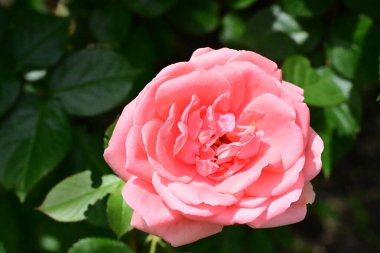 Bahçede güzel pembe bir gül 