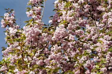 Bahçede güzel pembe kiraz çiçekleri 