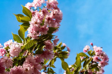 Bahçede güzel pembe kiraz çiçekleri 