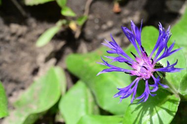 Bahçede güzel bir çiçek