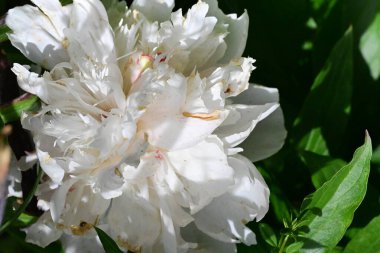 Bahçede beyaz çiçekler, çiçek arkaplanı.