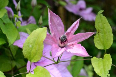 Bahçedeki güzel pembe çiçekler