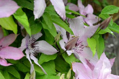 Bahçedeki güzel pembe çiçekler