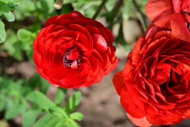 Bahçedeki güzel kırmızı çiçekler