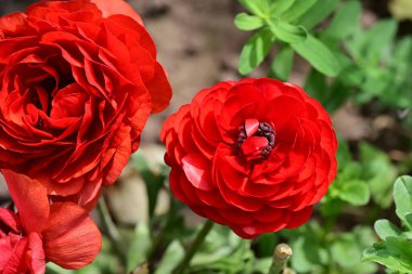 Bahçedeki güzel kırmızı çiçekler