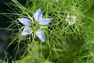 Güneşli yaz gününde bahçede yetişen güzel çiçekler.