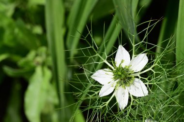 Bahçede büyüyen beyaz çiçekler