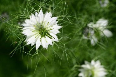 Bahçede büyüyen beyaz çiçekler