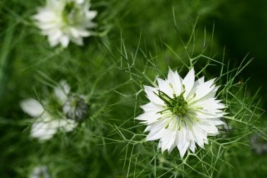 Bahçede beyaz çiçekler