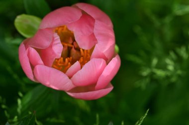 Güzel pembe şakayık çiçeği. Yaklaş.