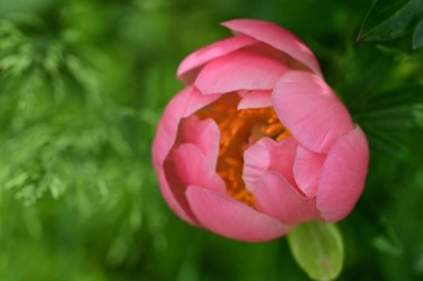 Güzel pembe şakayık çiçeği. Yaklaş.