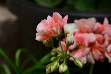 Bahçedeki güzel pembe çiçekler