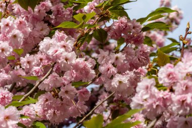 Güzel kiraz çiçeklerine yakın. 