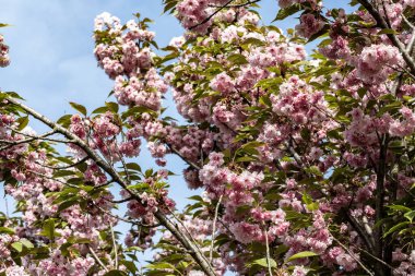 Güzel kiraz çiçeklerine yakın. 