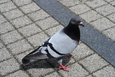 parkta bir güvercini