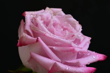 Siyah arkaplanda su damlaları olan güzel pembe gülü kapat.