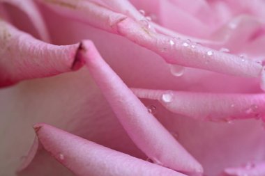 Siyah arkaplanda su damlaları olan güzel pembe gülü kapat.