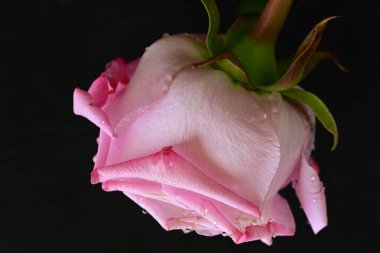 Siyah arkaplanda su damlaları olan güzel pembe gülü kapat.