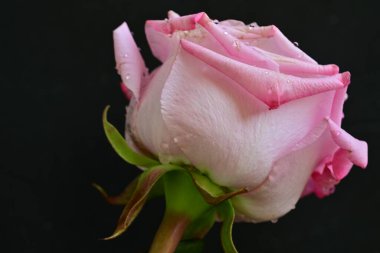 Siyah arkaplanda su damlaları olan güzel pembe gülü kapat.