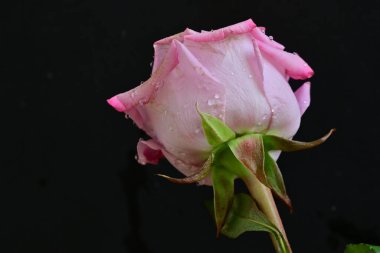 Siyah arkaplanda su damlaları olan güzel pembe gülü kapat.